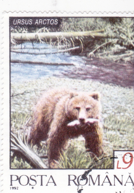 OSO PARDO