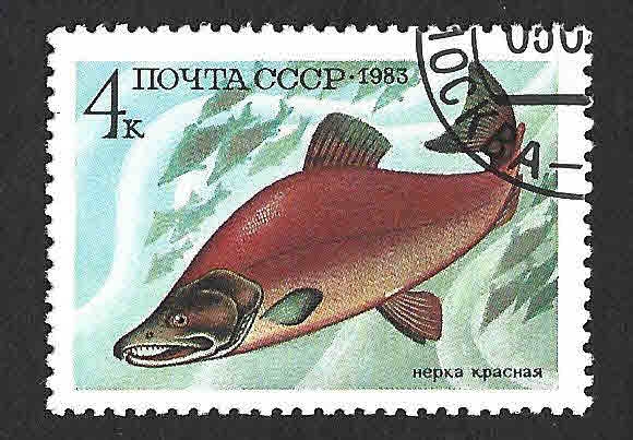 5164 - Salmón Rojo