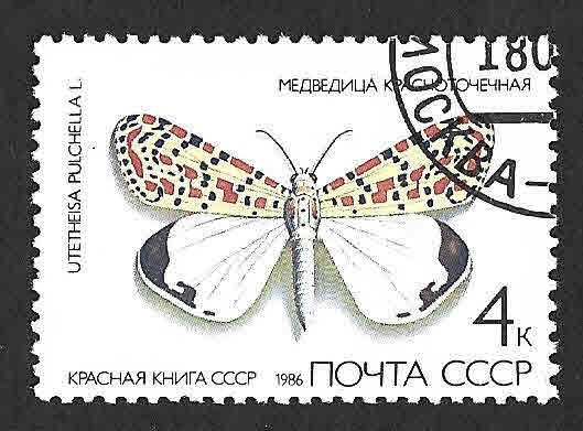 5435 - Palomita Arlequín
