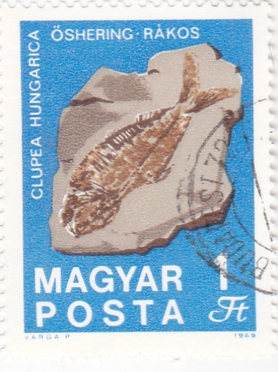 Pez fosilizado