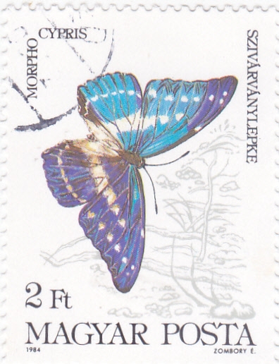 Mariposa