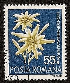 Flor de las nieves - Edelweiss