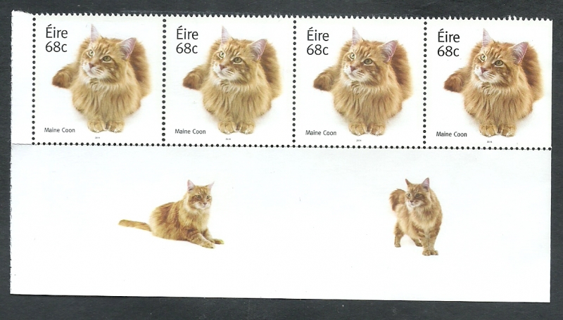 Gatos domesticos