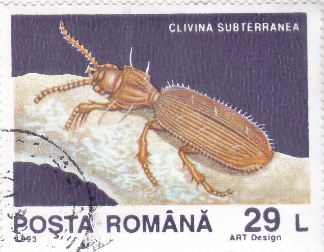 INSECTO