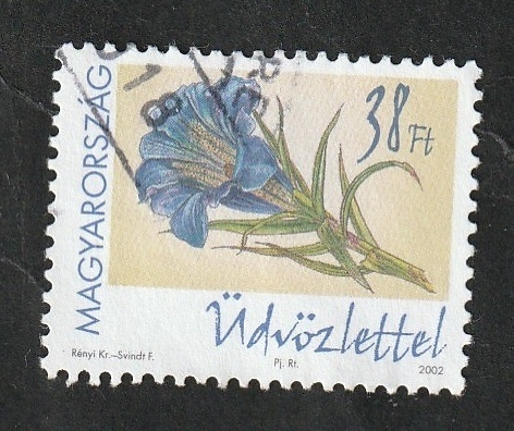 3849 - Flor