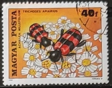 European Beewolf