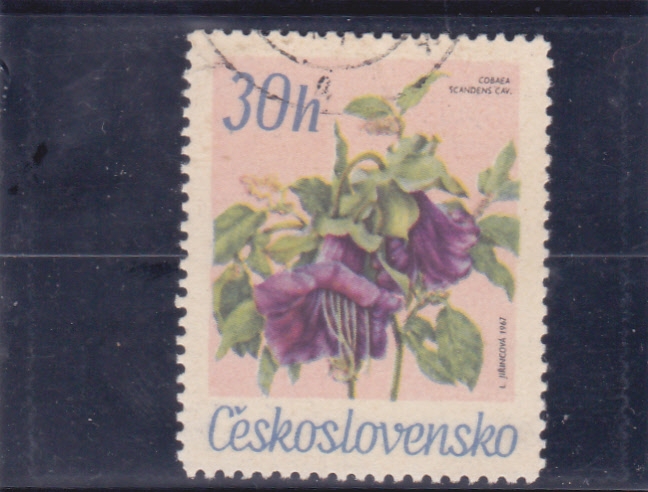 FLORES