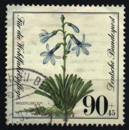 Flora plantas acuáticas