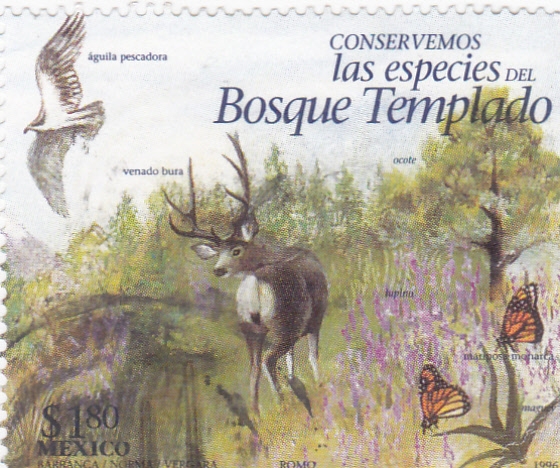 Fauna bosque templado 