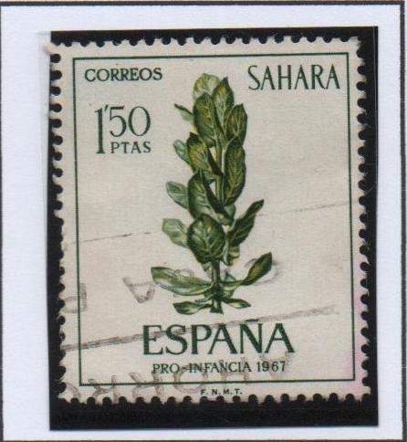 Ficus sp