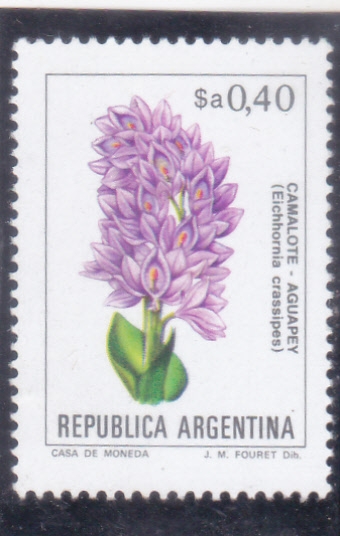 FLORES-camalote 