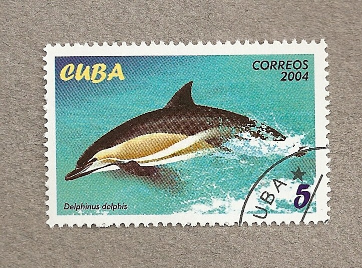 Delfín