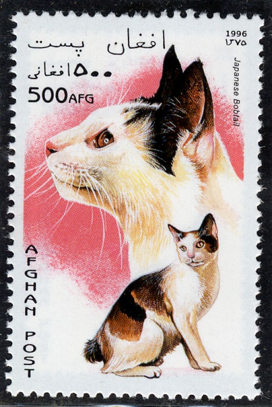Gatos