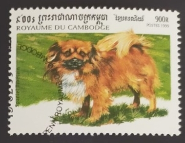 Spaniel tibetano