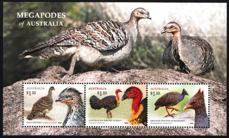 Megapodos de Australia