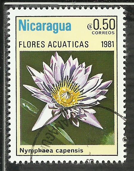 Nymphaea Capensis