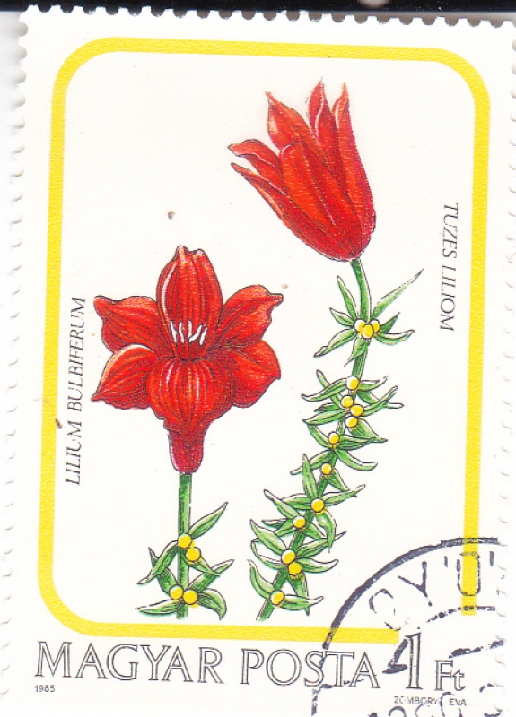 FLORES