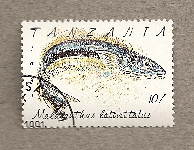 Pez Malagauthus latovittatus