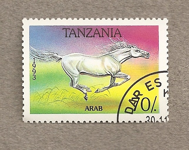 Caballo Arabe