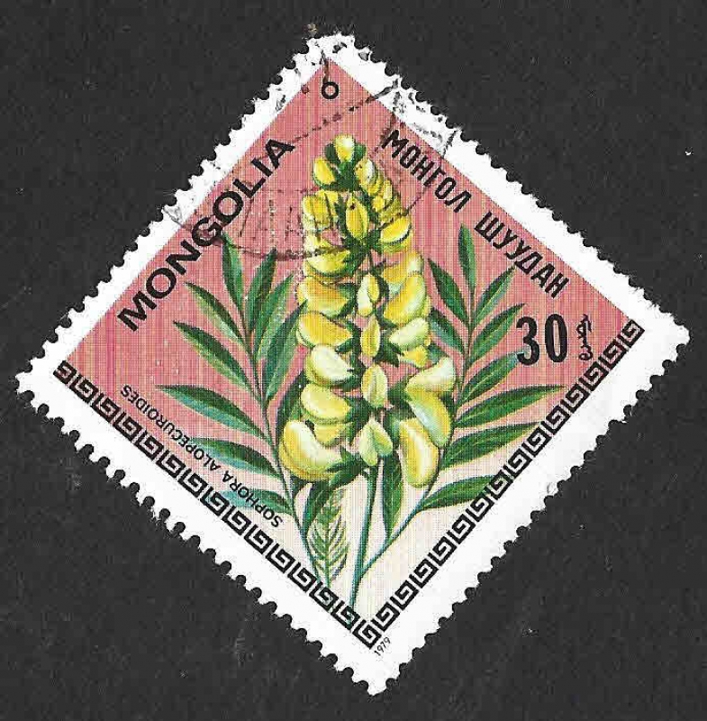 1056 - Sophora Alopecuroides