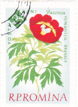 FLORES