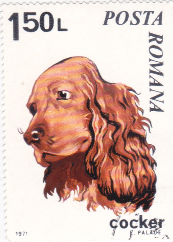PERRO DE RAZA- COCKER