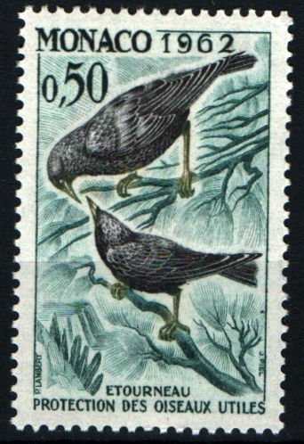 serie- Aves beneficiosas para la agricultúra