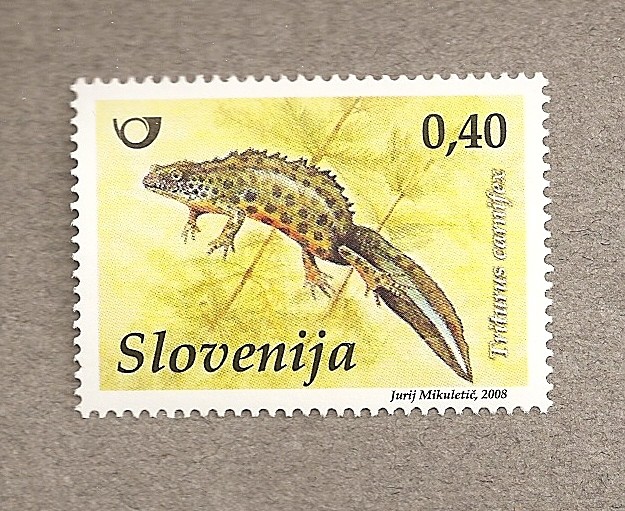 Salamandra
