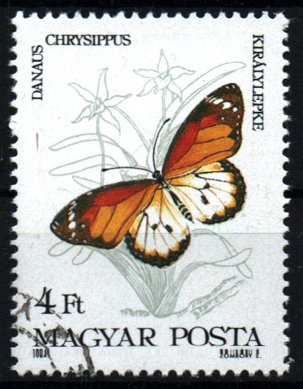 serie- Mariposas