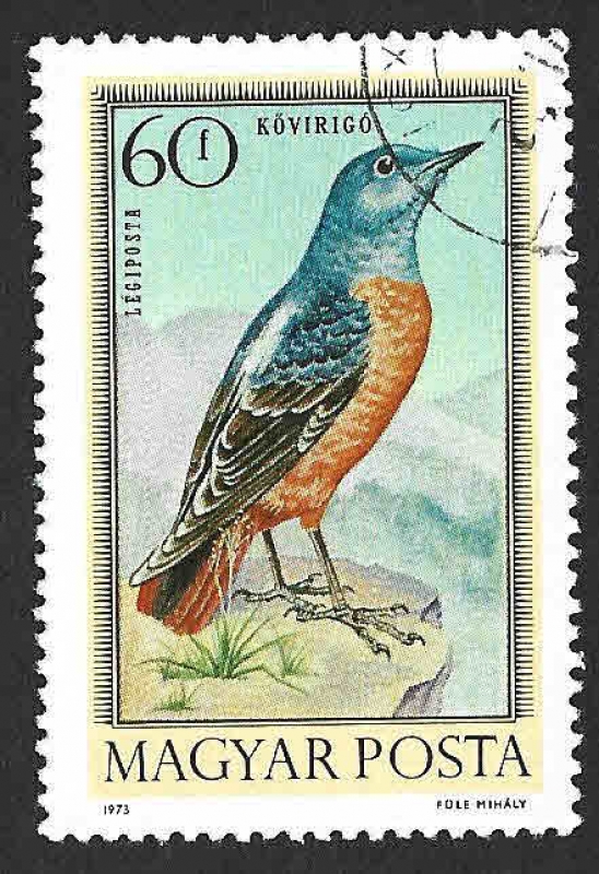 C338 - Zorzal de Roca