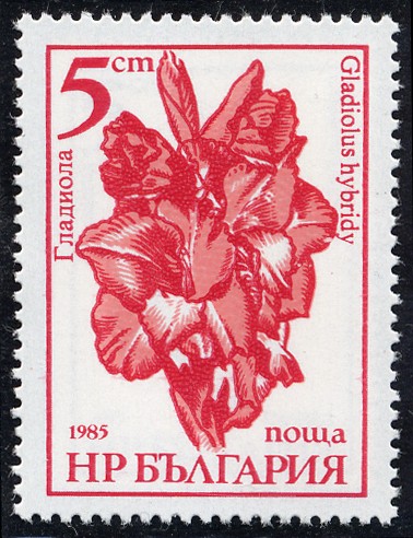 Flores