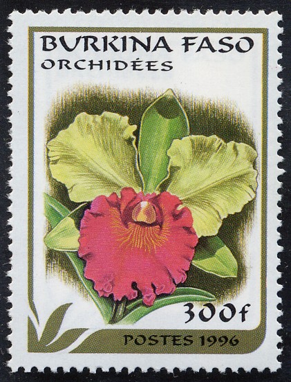 Flores