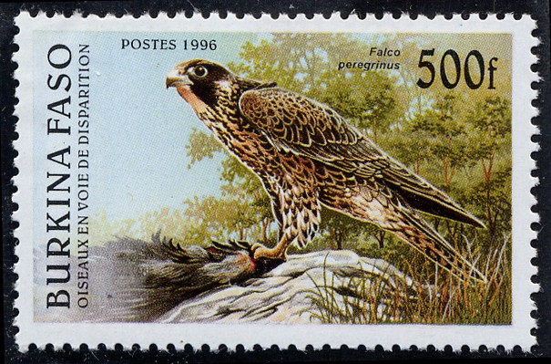 Fauna