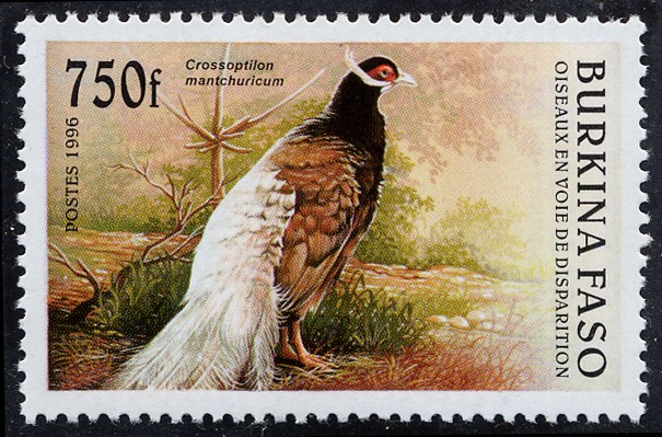 Fauna