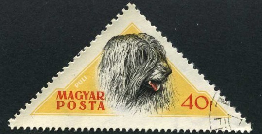 Perro