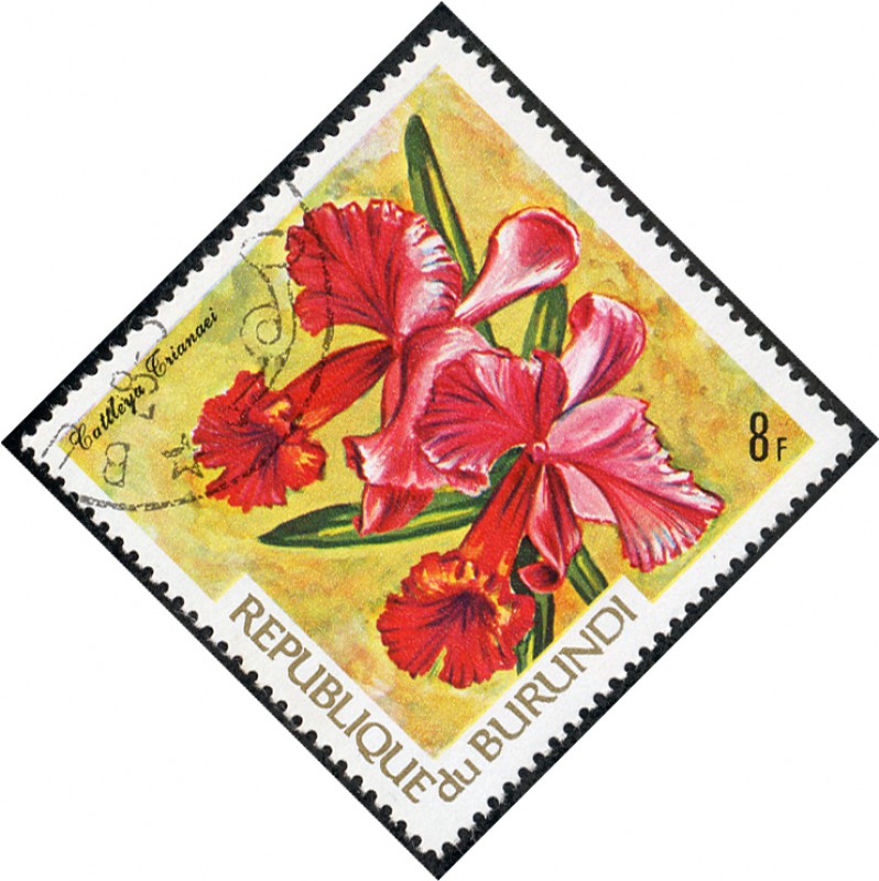 Flores