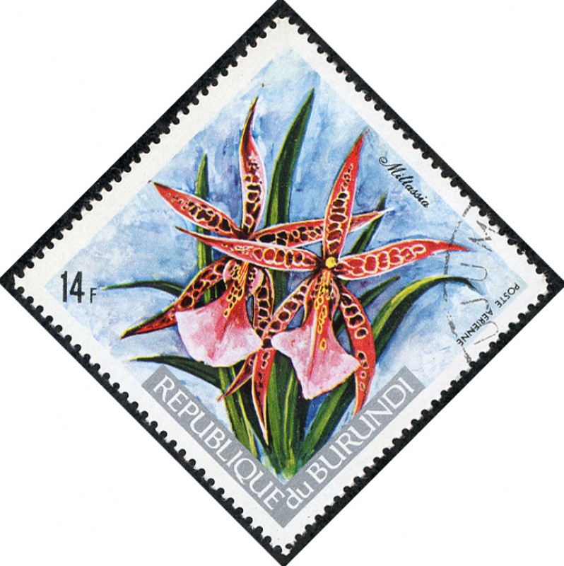 Flores