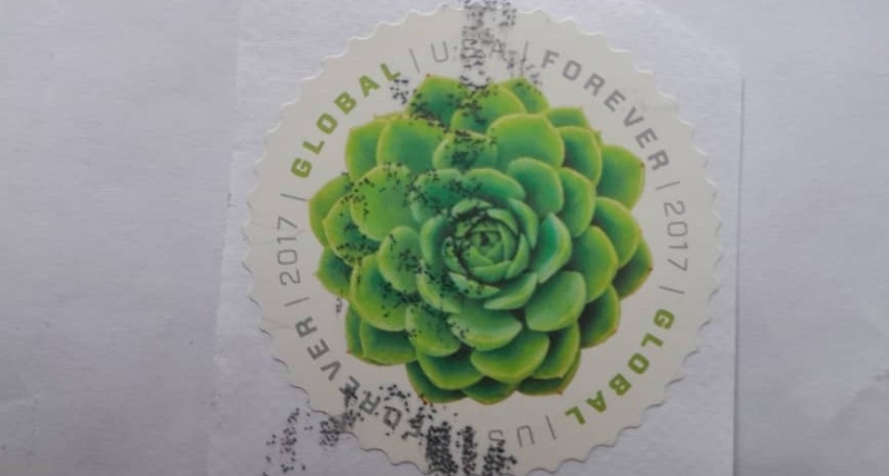 Green Succulent Global forever.