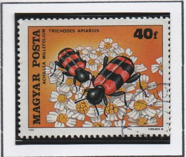 Insectos Polinizadores. Trichodes apairius y Yarrow