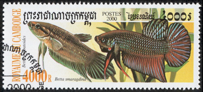 Peces