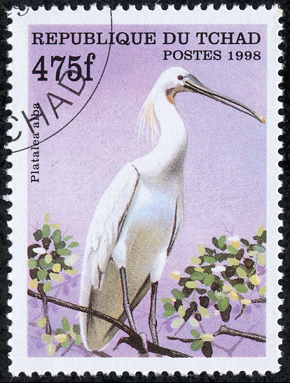 pajaros