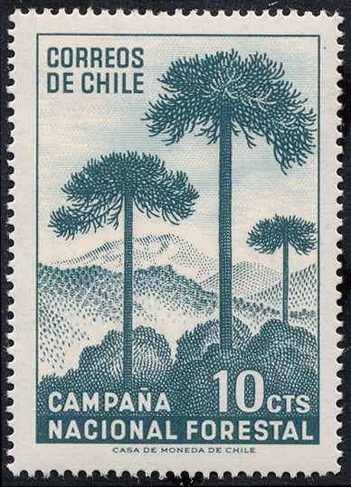 Campaña Forestal