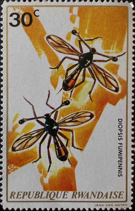 Insects, Stalk-eyed Fly (Diopsis fumipennis)