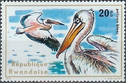 Aves acuáticas, Gran pelícano blanco (Pelecanus onocrotalus)