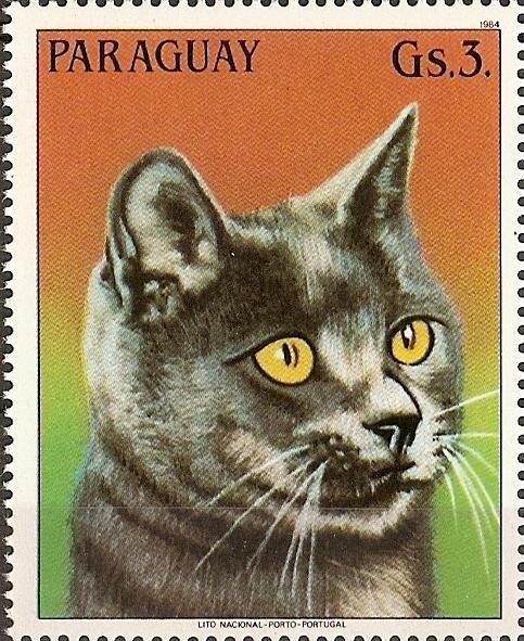 Gatos