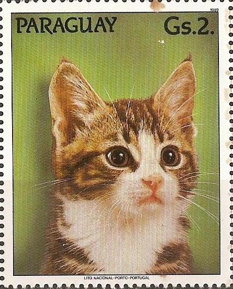 Gatos III