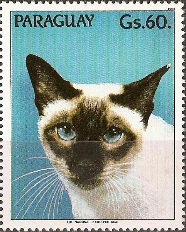 Gatos III