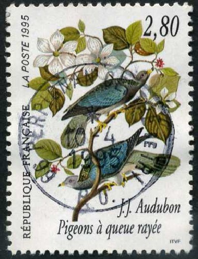 Pajaros