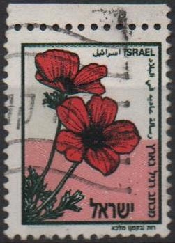 Amapola