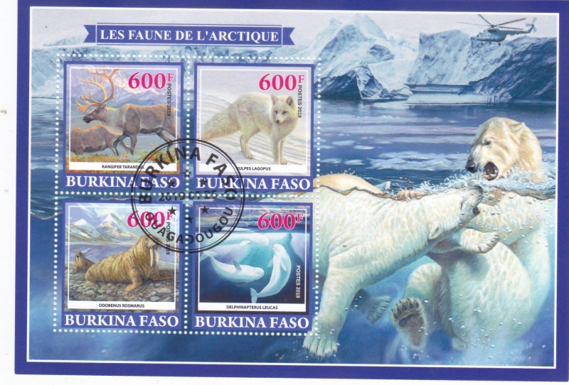 LA FAUNA DEL ÁRTICO